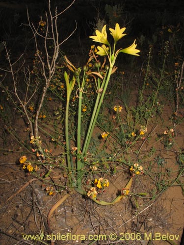 Фотография Rhodophiala bagnoldii (Añañuca amarilla). Щелкните, чтобы увеличить вырез.