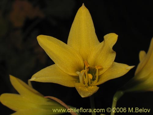 Imágen de Rhodophiala bagnoldii (Añañuca amarilla). Haga un clic para aumentar parte de imágen.