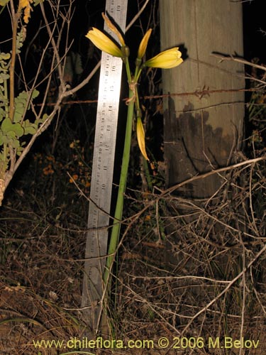 Imágen de Rhodophiala bagnoldii (Añañuca amarilla). Haga un clic para aumentar parte de imágen.