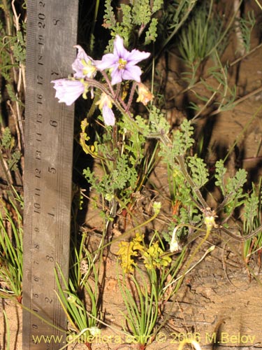 Image of Solanum sp. #1524 (). Click to enlarge parts of image.