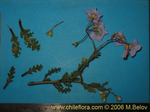 Image of Solanum sp. #1524 (). Click to enlarge parts of image.