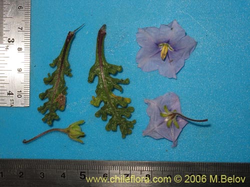 Solanum sp. #1524의 사진