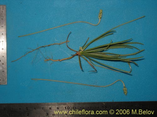 Image of Plantago rancaguae (). Click to enlarge parts of image.