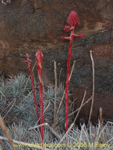 Imágen de Puya venusta (Chagualillo). Haga un clic para aumentar parte de imágen.