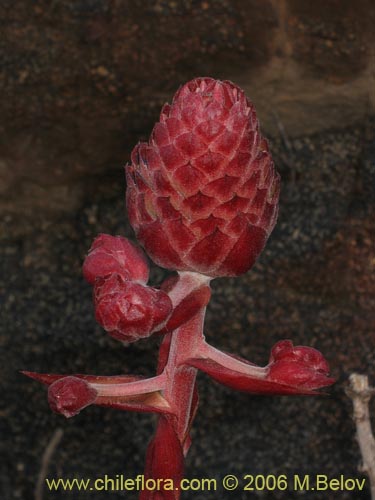 Image of Puya venusta (Chagualillo). Click to enlarge parts of image.