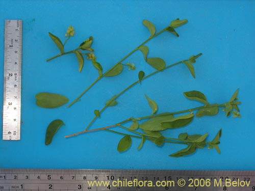 Image of Unidentified Plant sp. #1101 (). Click to enlarge parts of image.