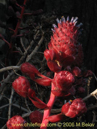 Image of Puya venusta (Chagualillo). Click to enlarge parts of image.