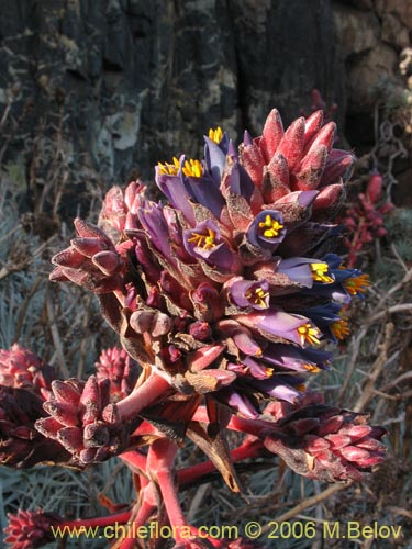 Imágen de Puya venusta (Chagualillo). Haga un clic para aumentar parte de imágen.