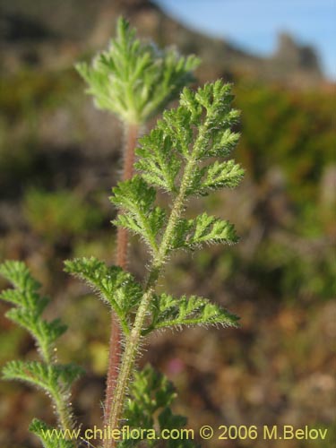 Imágen de Planta no identificada sp. #1102 (). Haga un clic para aumentar parte de imágen.