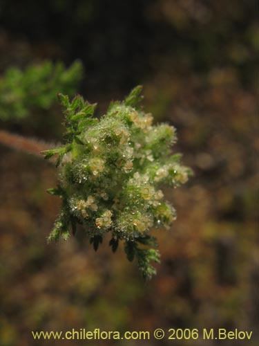 Imágen de Planta no identificada sp. #1102 (). Haga un clic para aumentar parte de imágen.