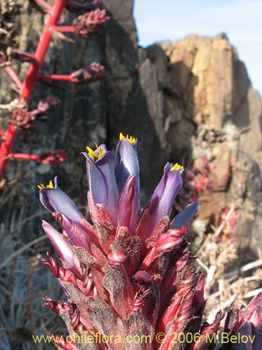 Imágen de Puya venusta (Chagualillo). Haga un clic para aumentar parte de imágen.