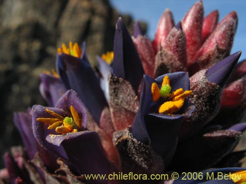 5 Seeds * Rare Chagualillo Puya Venusta Bromeliad Coastal Purple Puya 