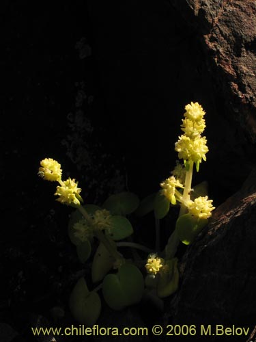 Valeriana obtusifolia的照片