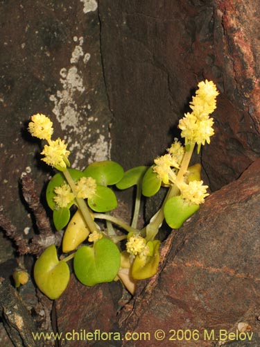 Valeriana obtusifolia的照片