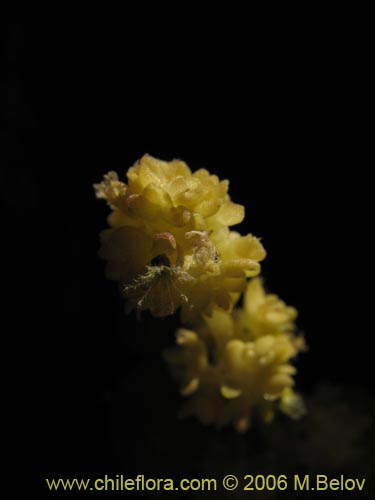 Image of Valeriana sp.   #1103 (). Click to enlarge parts of image.