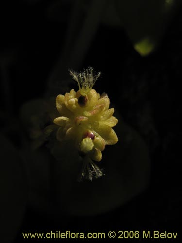 Bild von Valeriana obtusifolia (). Klicken Sie, um den Ausschnitt zu vergrössern.