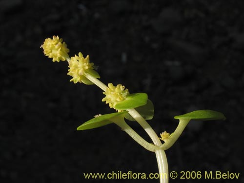 Valeriana obtusifoliaの写真