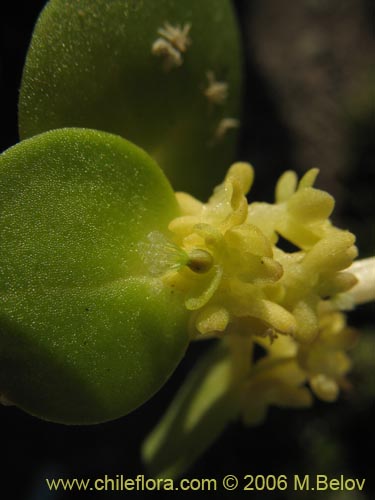 Valeriana obtusifolia의 사진