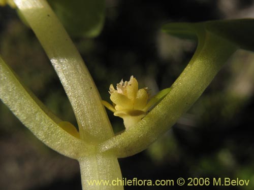 Valeriana obtusifolia의 사진