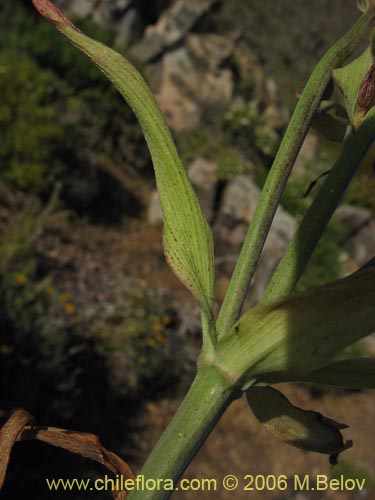 Image of Alstroemeria magnifica ssp. magenta (Alstroemeria). Click to enlarge parts of image.