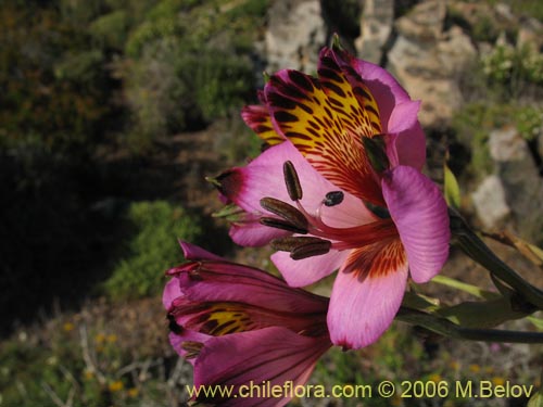 Bild von Alstroemeria magnifica ssp. magenta (Alstroemeria). Klicken Sie, um den Ausschnitt zu vergrössern.