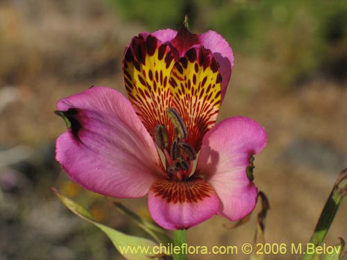 Image of Alstroemeria magnifica ssp. magenta (Alstroemeria). Click to enlarge parts of image.