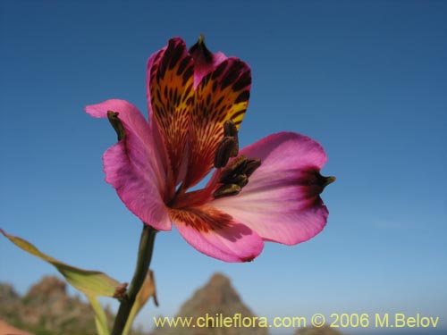 Image of Alstroemeria magnifica ssp. magenta (Alstroemeria). Click to enlarge parts of image.