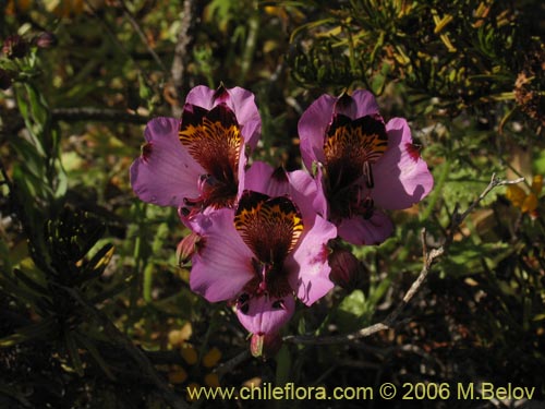 Image of Alstroemeria magnifica ssp. magenta (Alstroemeria). Click to enlarge parts of image.