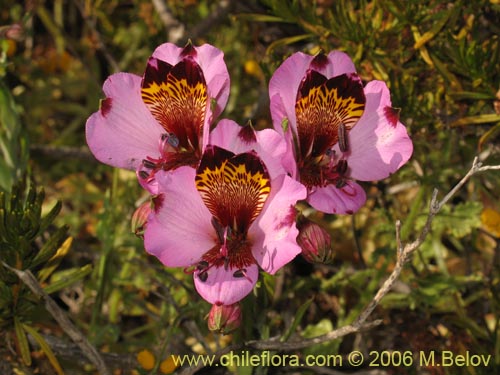 Imágen de Alstroemeria magnifica ssp. magenta (Alstroemeria). Haga un clic para aumentar parte de imágen.