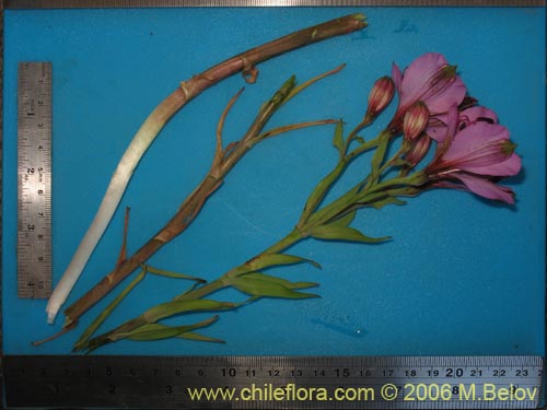 Image of Alstroemeria magnifica ssp. magenta (Alstroemeria). Click to enlarge parts of image.