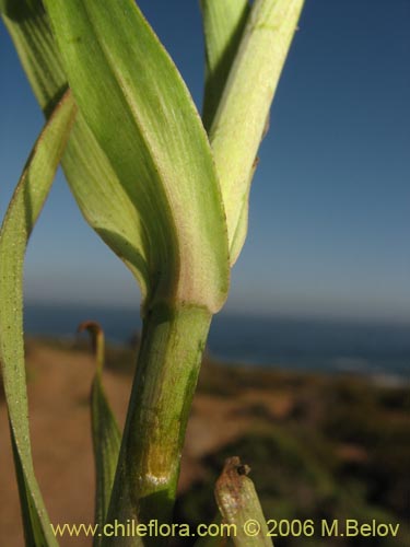 Image of Alstroemeria magnifica ssp. magenta (Alstroemeria). Click to enlarge parts of image.