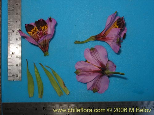 Image of Alstroemeria magnifica ssp. magenta (Alstroemeria). Click to enlarge parts of image.