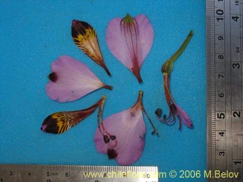 Image of Alstroemeria magnifica ssp. magenta (Alstroemeria). Click to enlarge parts of image.