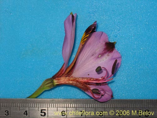 Image of Alstroemeria magnifica ssp. magenta (Alstroemeria). Click to enlarge parts of image.