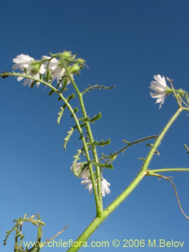 Image of Schizanthus pinnatus (Mariposita blanca). Click to enlarge parts of image.