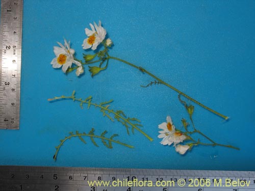 Image of Schizanthus pinnatus (Mariposita blanca). Click to enlarge parts of image.