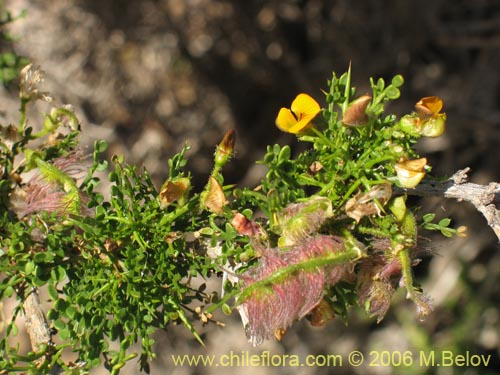 Bild von Adesmia sp. #1620 (). Klicken Sie, um den Ausschnitt zu vergrössern.