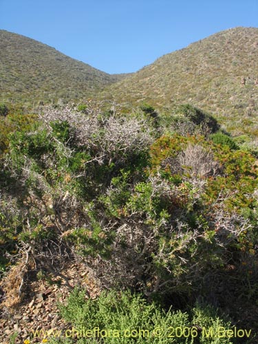 Imágen de Adesmia sp. #1620 (). Haga un clic para aumentar parte de imágen.