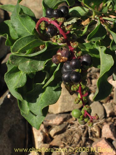 Imágen de Anisomeria littoralis (Pircún). Haga un clic para aumentar parte de imágen.