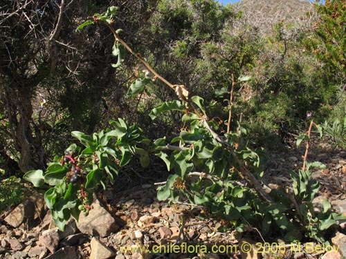 Imágen de Anisomeria littoralis (Pircún). Haga un clic para aumentar parte de imágen.