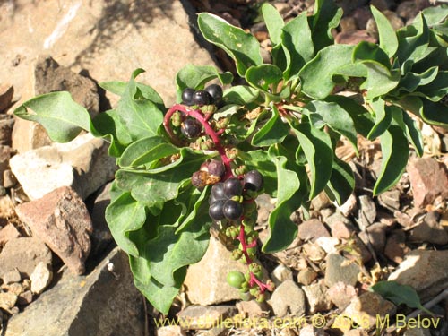 Image of Anisomeria littoralis (Pircún). Click to enlarge parts of image.