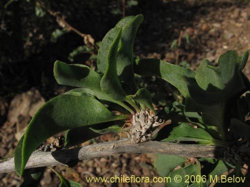 Imágen de Anisomeria littoralis (Pircún). Haga un clic para aumentar parte de imágen.