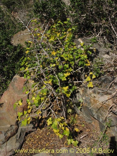 Image of Carica chilensis (Papayo silvestre / Palo gordo). Click to enlarge parts of image.