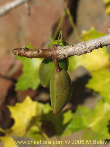 Фотография Carica chilensis (Papayo silvestre / Palo gordo). Щелкните, чтобы увеличить вырез.