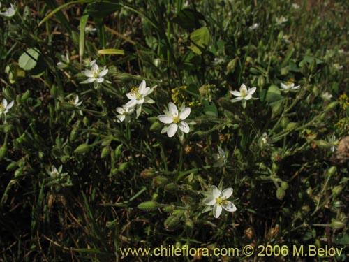 Spergularia sp. #2325の写真