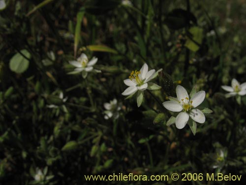 Spergularia sp. #2325的照片