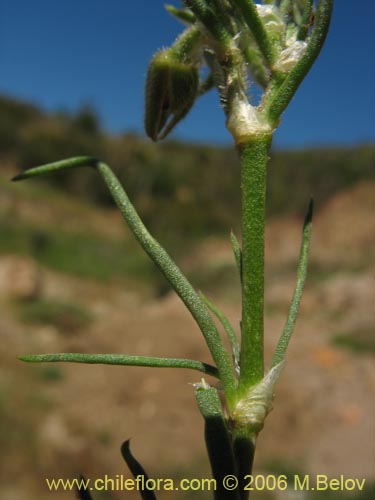 Image of Unidentified Plant sp. #2325 (). Click to enlarge parts of image.