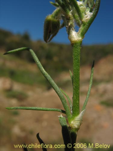 Spergularia sp. #2325的照片