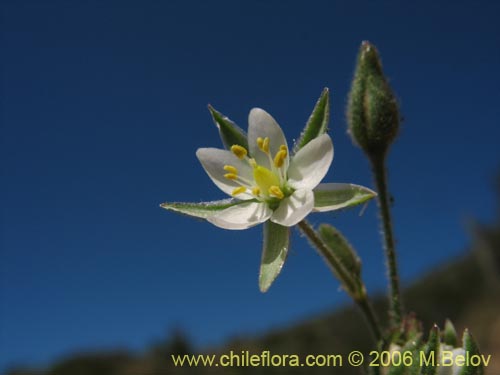 Imágen de Spergularia sp. #2325 (). Haga un clic para aumentar parte de imágen.