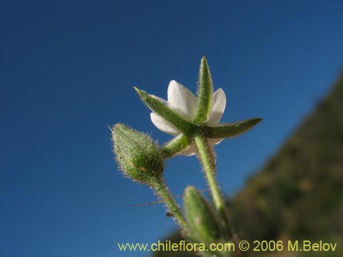 Spergularia sp. #2325の写真